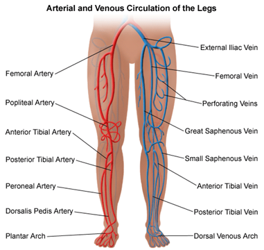Illustratsioon jalgade vereringesüsteemist.