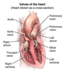Südame anatoomia, mis näitab südameklappe