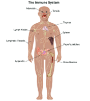 Immuunsüsteemi anatoomia