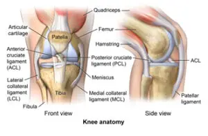 anatomyoftheknee328032.ashx