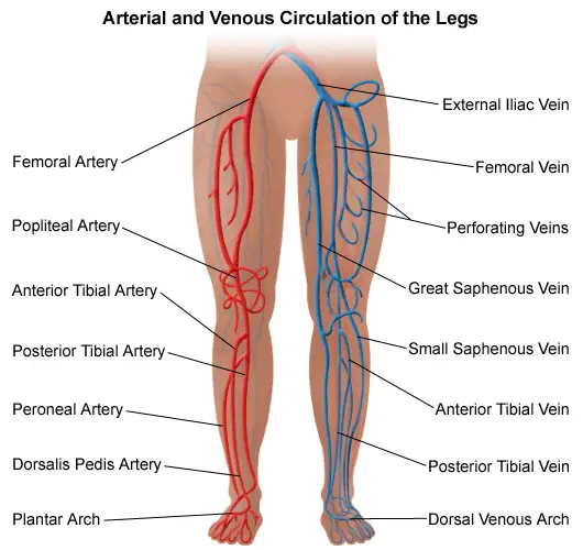 arterial venous leg circulation