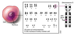 chromosome5forfap290875