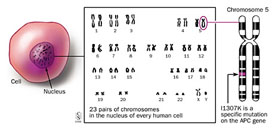 5. kromosoom näitab APC I1307K