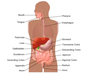 digestive system diagram