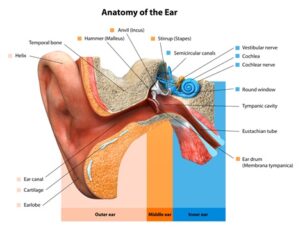 earanatomy