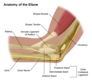 elbow anatomy