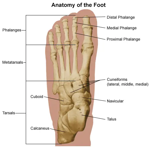 foot anatomy