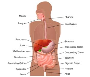 illustration of digestive system