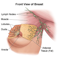 illustrationoftheanatomyofthefemalebreastfrontview161342