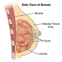 Naise rinna anatoomia illustratsioon, külgvaade