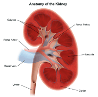 illustrationoftheanatomyofthekidney125835