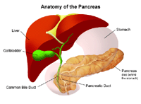 Pankrease anatoomia illustratsioon