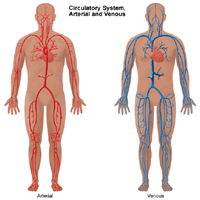 Vereringesüsteemi, arteriaalse ja venoosse pildi illustratsioon