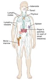 illustrationoftheimmunesystem259188