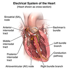 Illustratsioon, mis näitab südame ja elektrisüsteemi ristlõiget