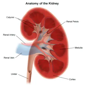 kidneyanatomy