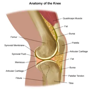 kneeanatomy