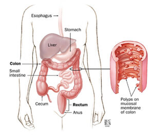 locationofthecoloninthebodywithcorrespondingcutawaysectionofa.ashx