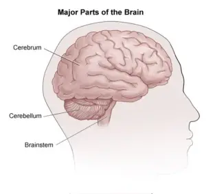 major parts of the brain