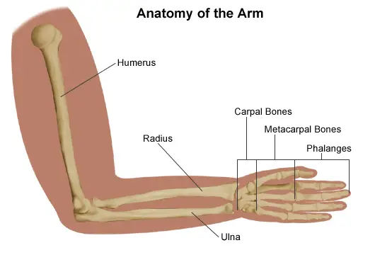 medial epicondylitis diagram