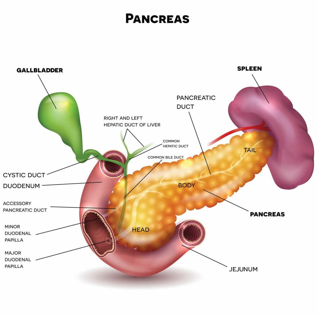 pancreatic cancer iStock 653533198