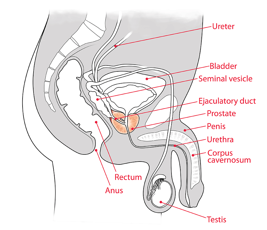 prostatediagram