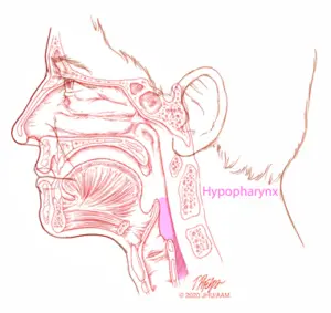 sagittal hypopharynx