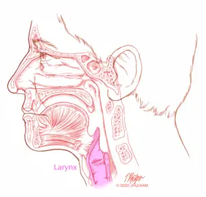 sagittal larynx