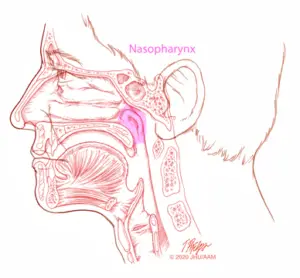 sagittal nasopharynx