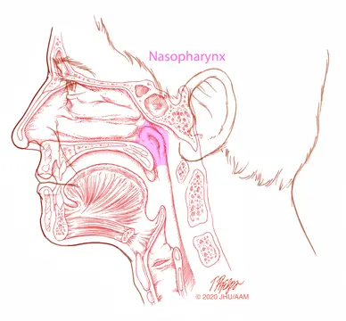 sagittal