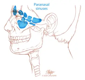 sagittal sinus