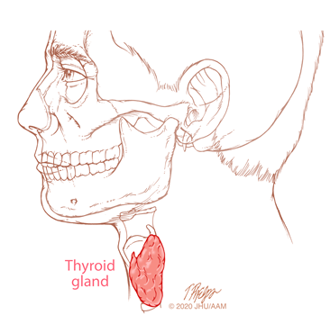 sagittal thyroid