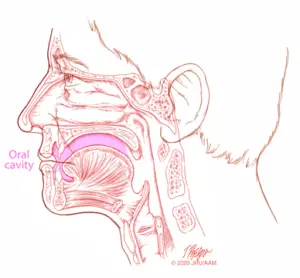 sagittaloralcavity