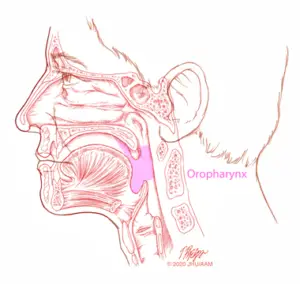 sagittaloropharynx