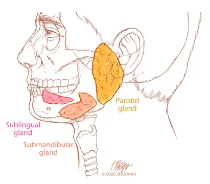 salivary