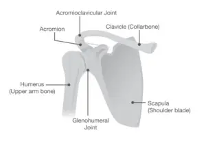 shoulder anatomy