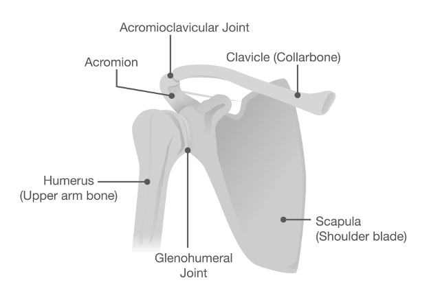 shoulder anatomy