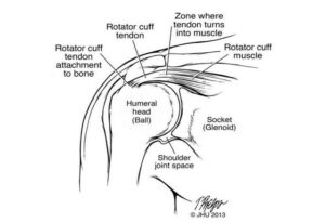 shoulderanatomy.ashx