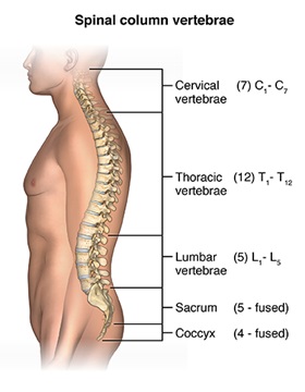 spinal column graphic