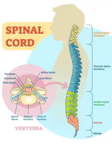 spinalcordanatomy