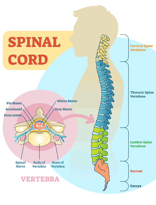 spinalcordanatomy