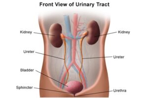 urinary